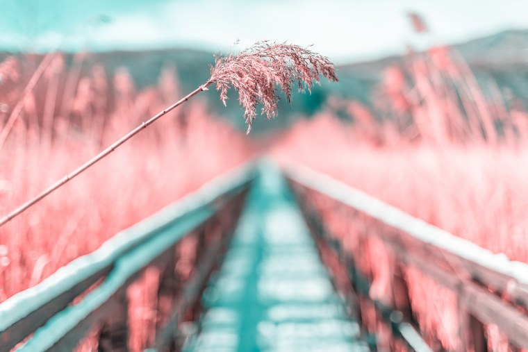 Утренний туман в поле