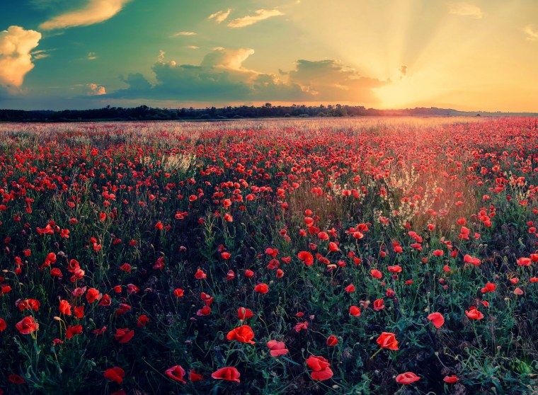 Красивый рассвет в поле