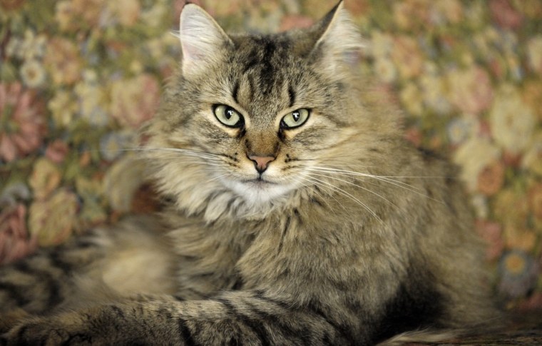 Мейн кун фото