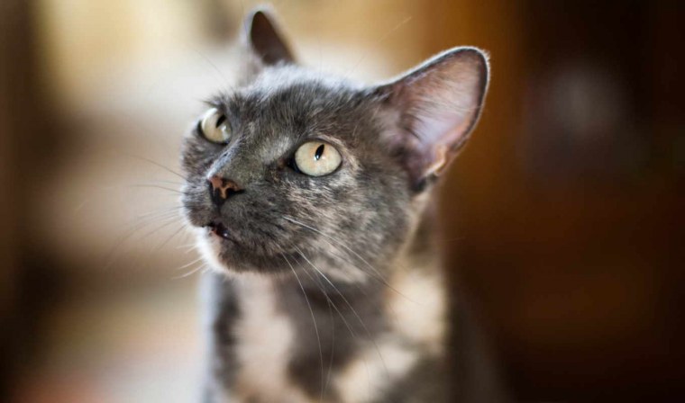 Обои кошки похожая на Тома