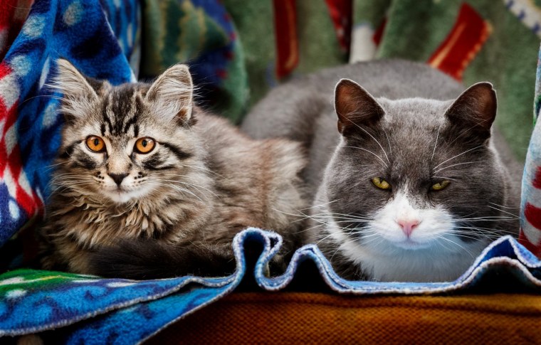 Фото кошек и котят