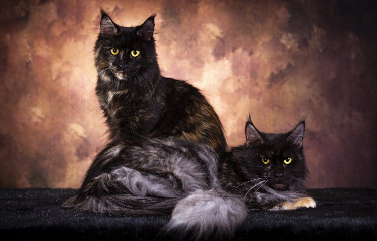 Мейн кун с человеком картинки