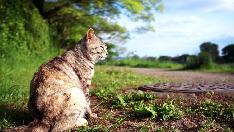 Кошка на природе