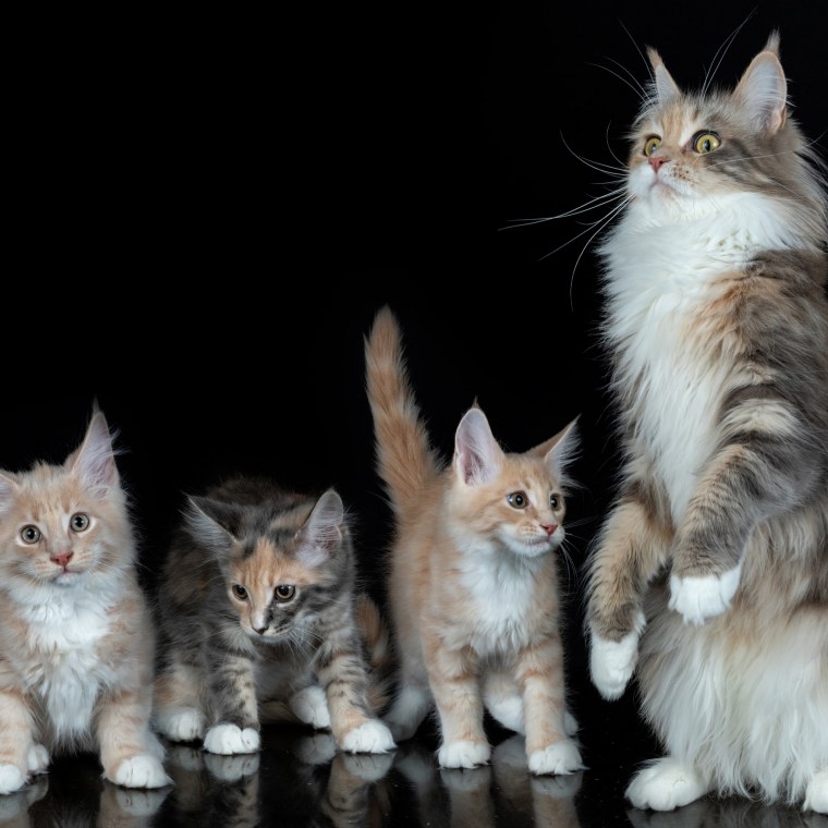 Мейн куны котята