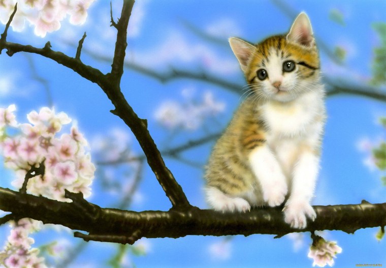 Обои котенок весной