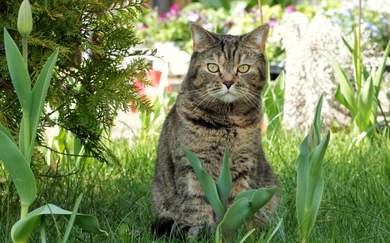 Кошки весной