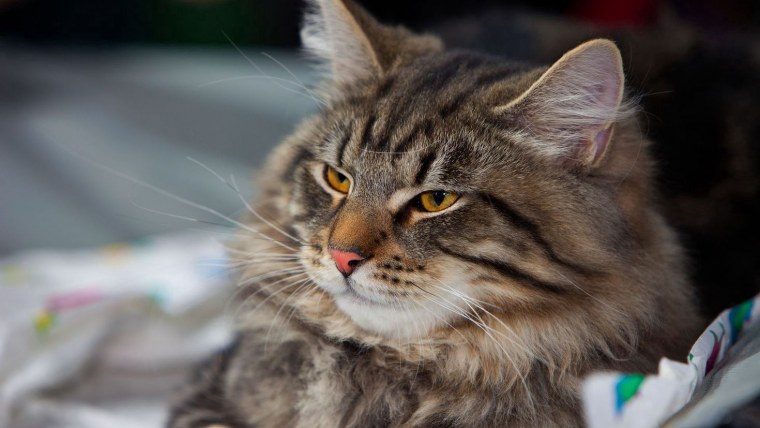 Сибирский кот и Мейн кун