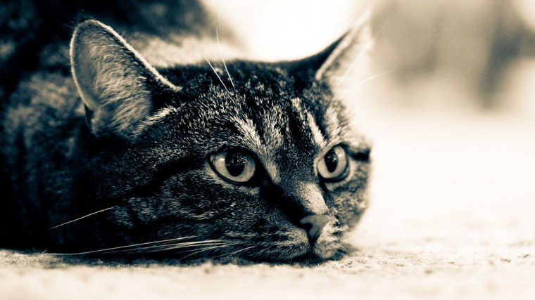 Обои на телефон кошки