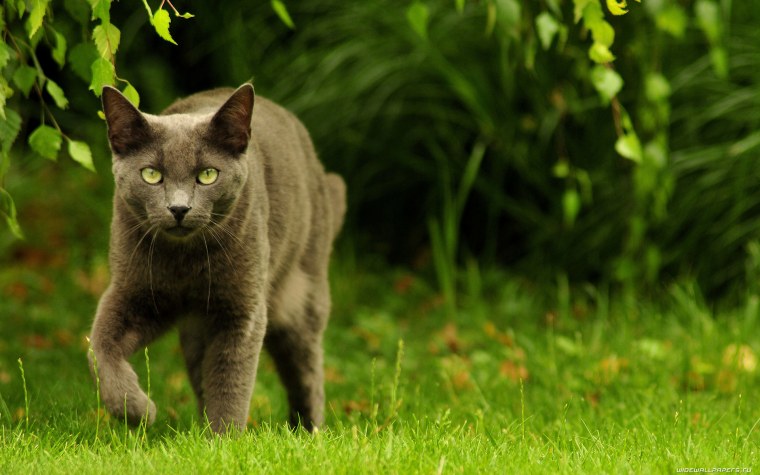 Британские кошки на природе