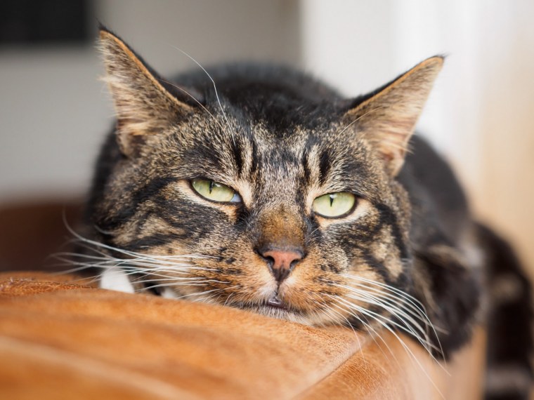 Котики 1600 900