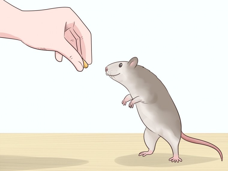 Парные крысы