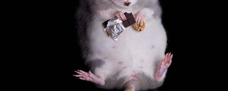 Две крыски смешные подружки