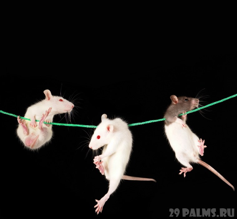 Рататуй крыса в профиль