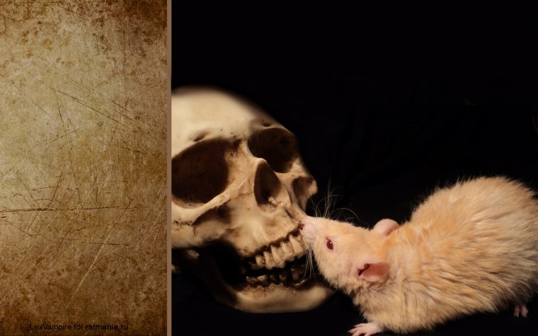 Парные обои с крысами