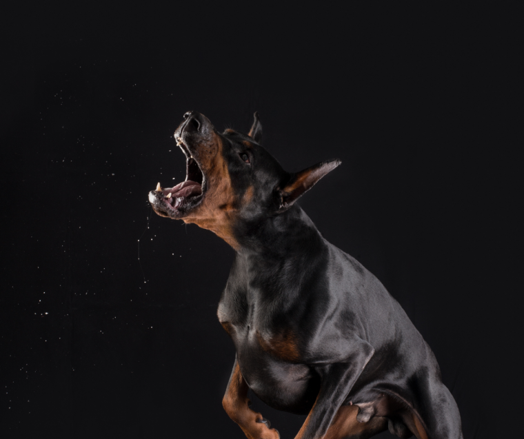 Доберман на рабочий стол