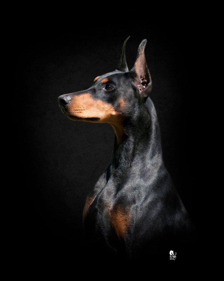 Черная собака на черном фоне