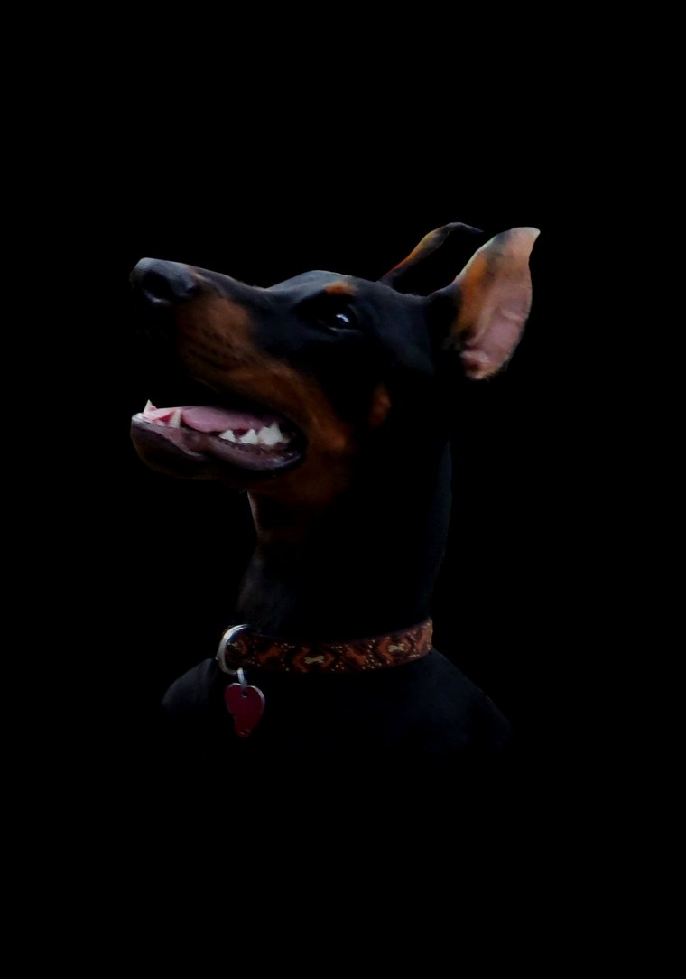 Темные обои с доберманов