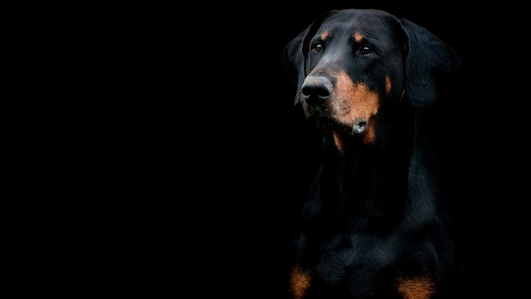 Собака Доберман