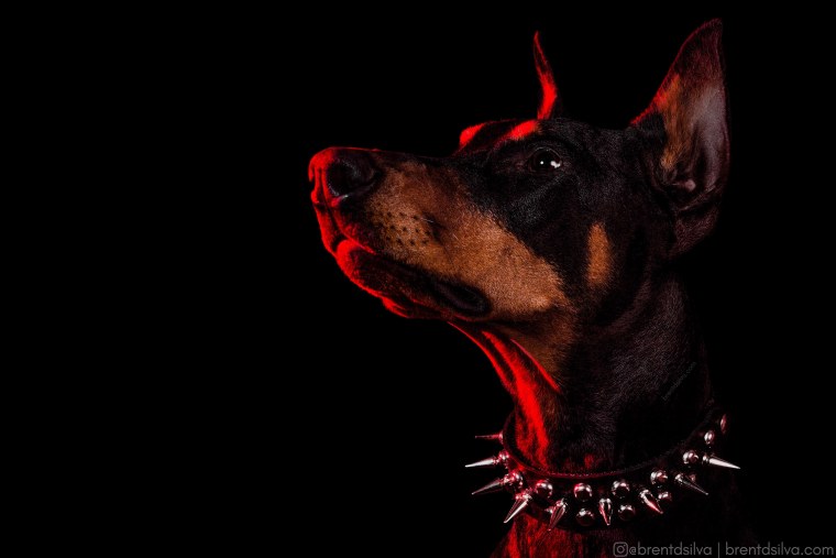 Порода собак Доберман