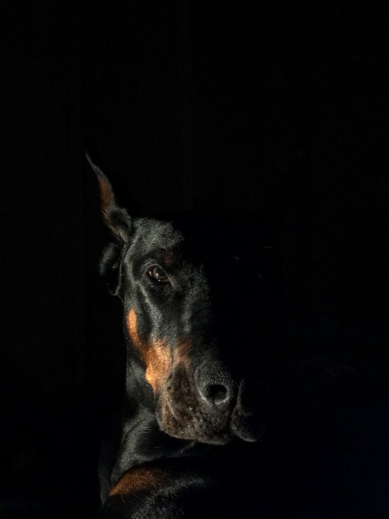 Черная собака в темноте
