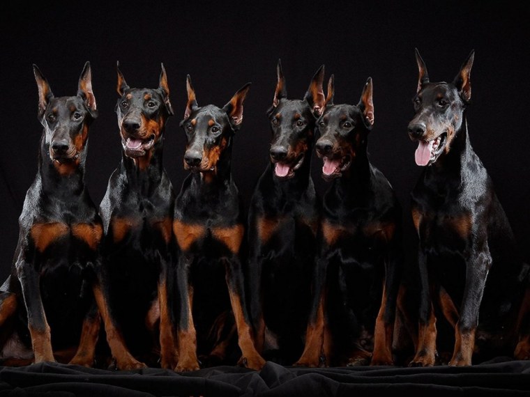D 3 собака Доберман