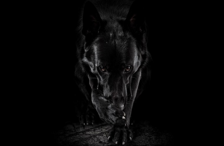 Доберман на рабочий стол