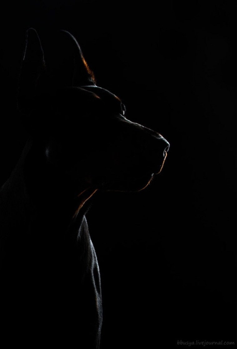 Доберман Эстетика 2020