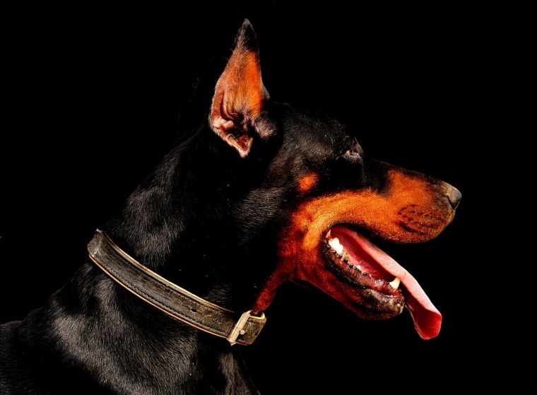 Собака Доберман