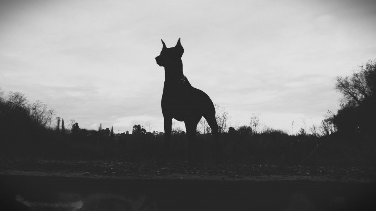 Great Dane собака