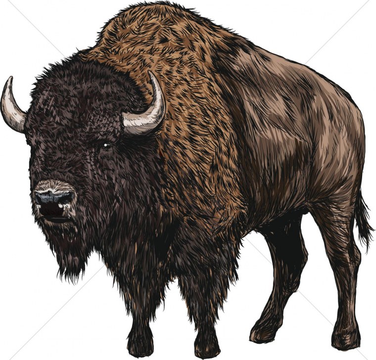 Европейский Бизон Бизон на белом фоне
