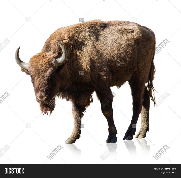 Американский Бизон мультяшный
