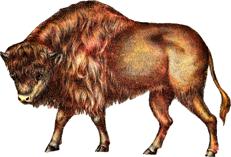 Бизон latifrons