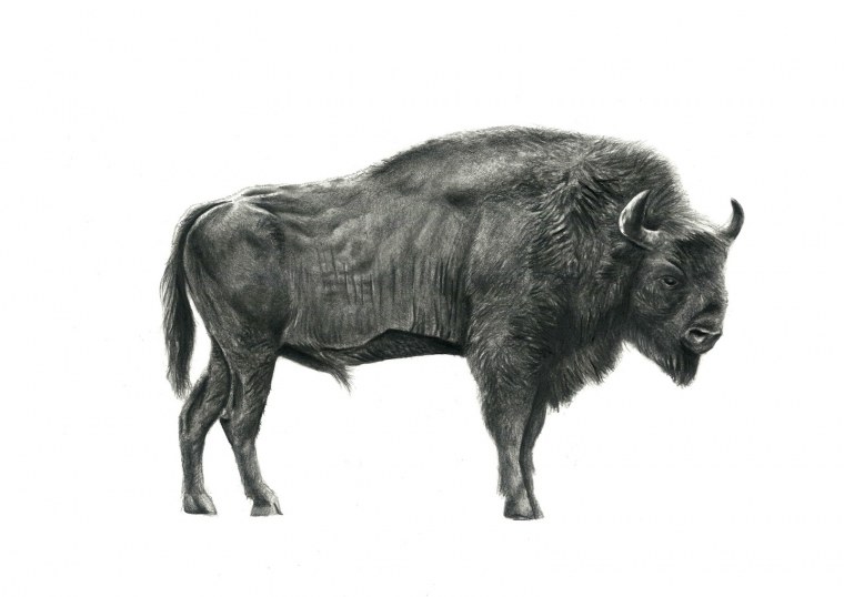 Буйвол без фона