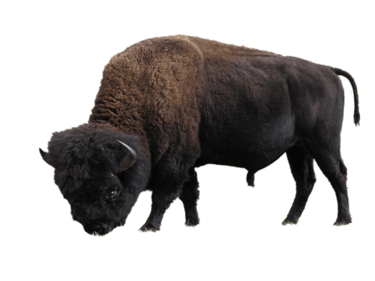 Буйвол на белом фоне