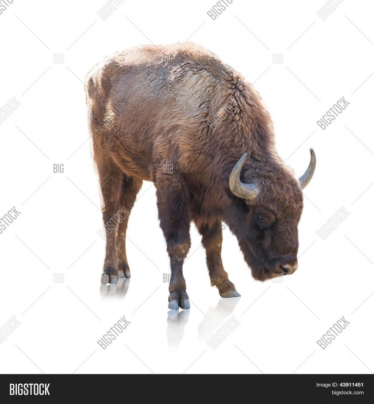 Буйвол Векторная Графика