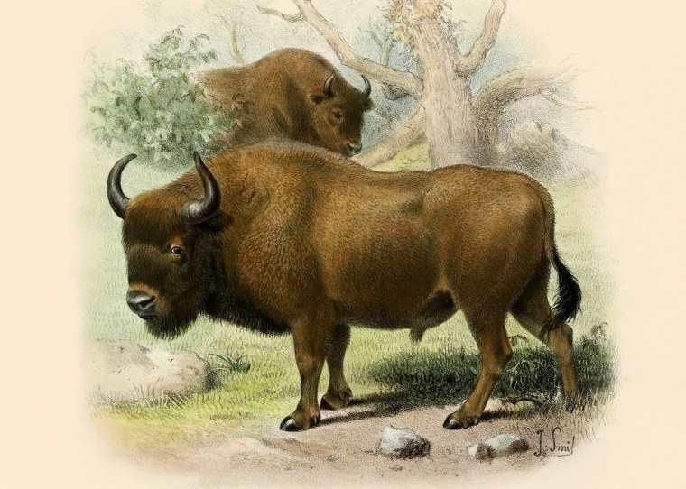 Овцебык на белом фоне