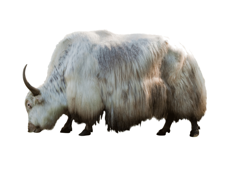 ЗУБР на белом фоне для детей