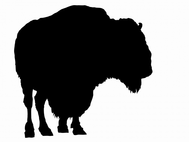 Bison Sports логотипы