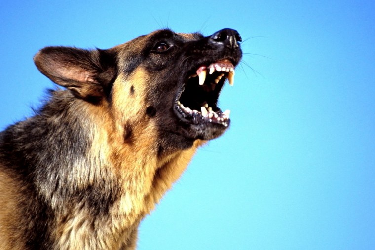 Золотистый ротвейлер