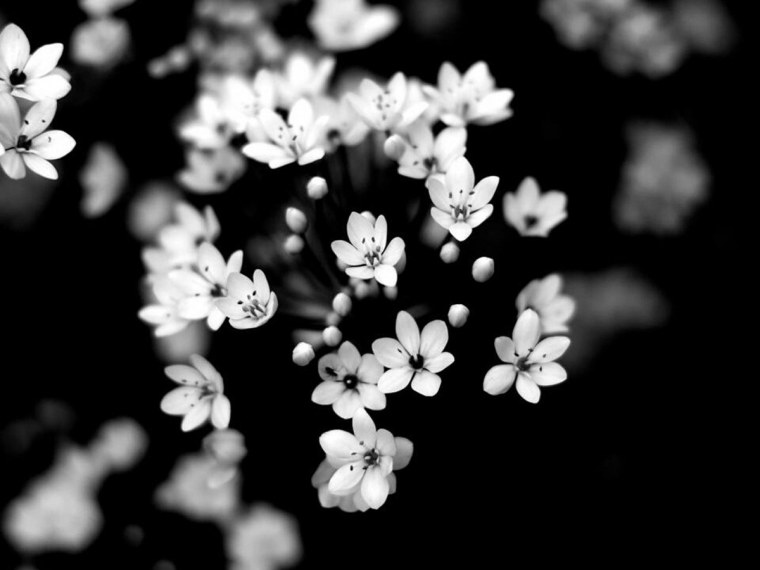 Анимированный фейерверк