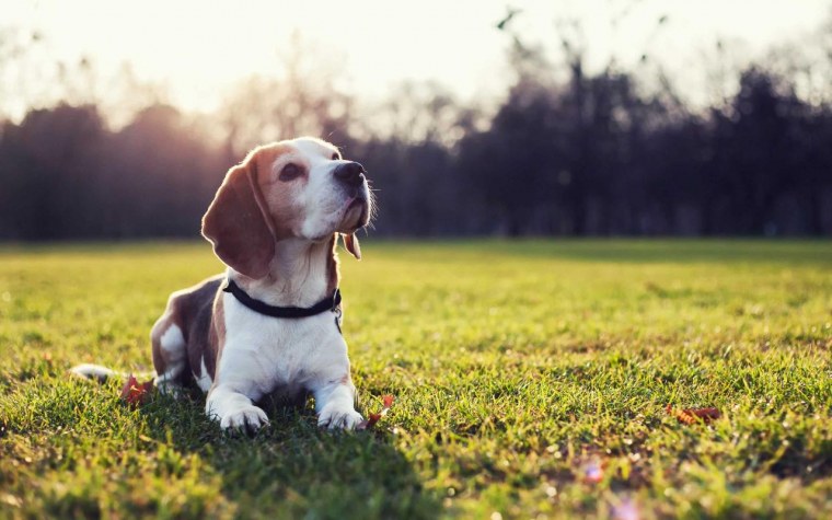 Бигль собака щенок