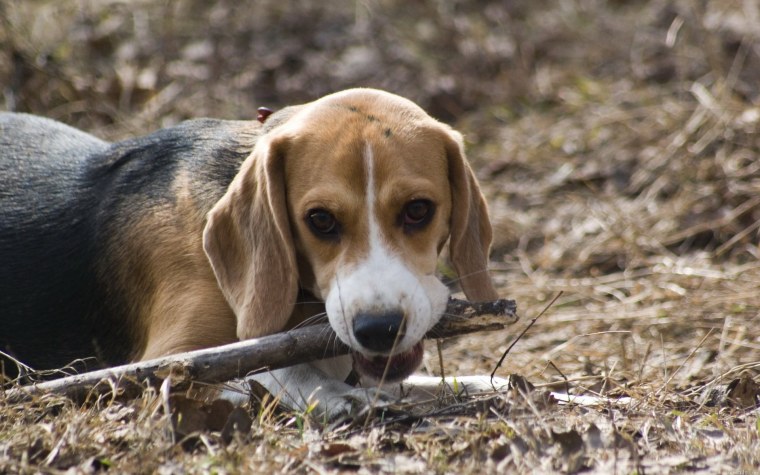 Бигль терьер шотландский