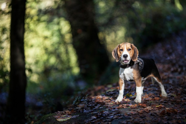 Бигль Бен собака