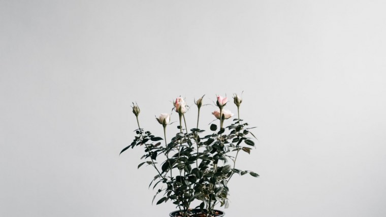 Цветок в горшке Минимализм