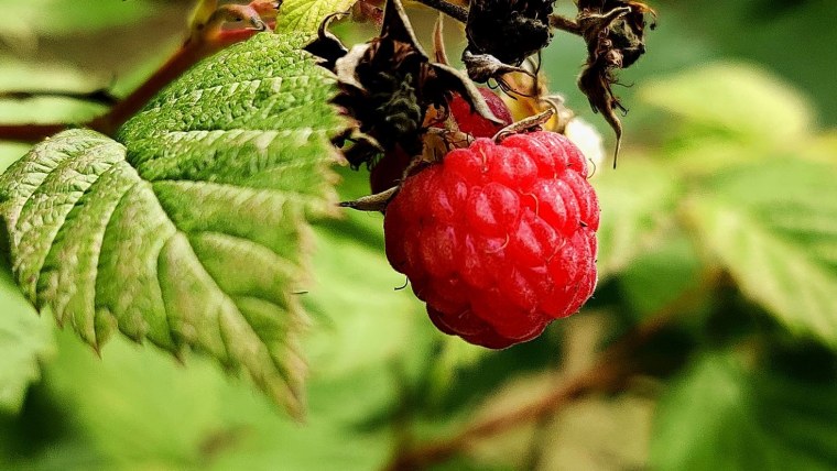 Сочная ягода