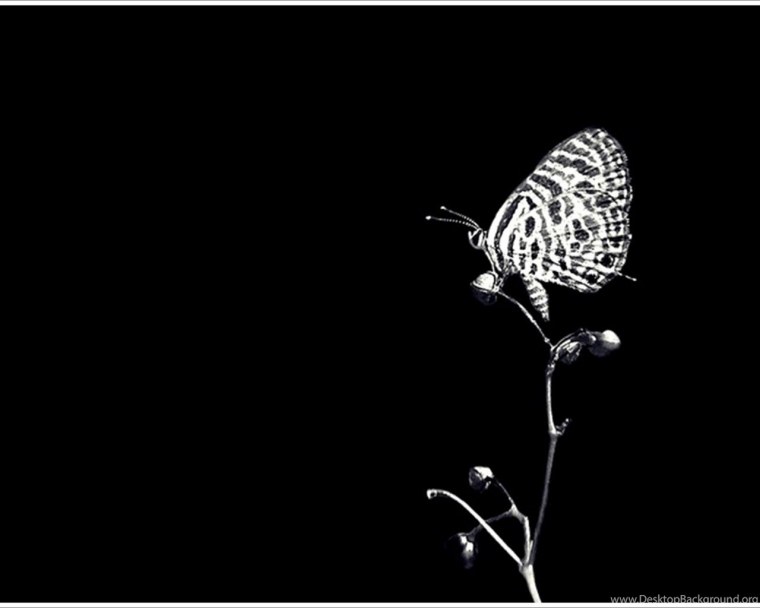 Много бабочек на черном фоне