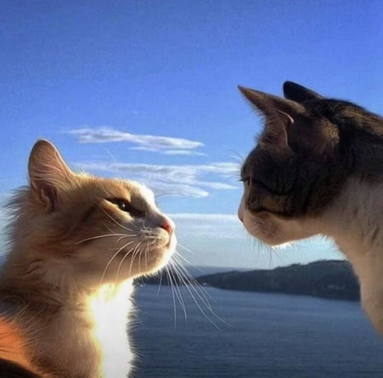 Котики Инь Янь