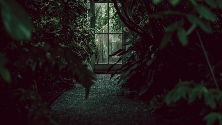 Тропические листья