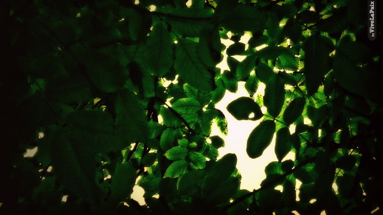 Фон Гарри Поттер Слизерин