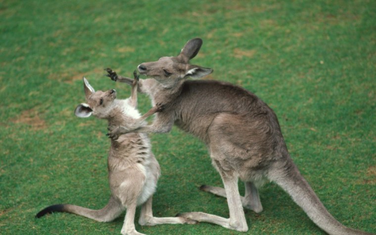 Австралия материк Kenguru